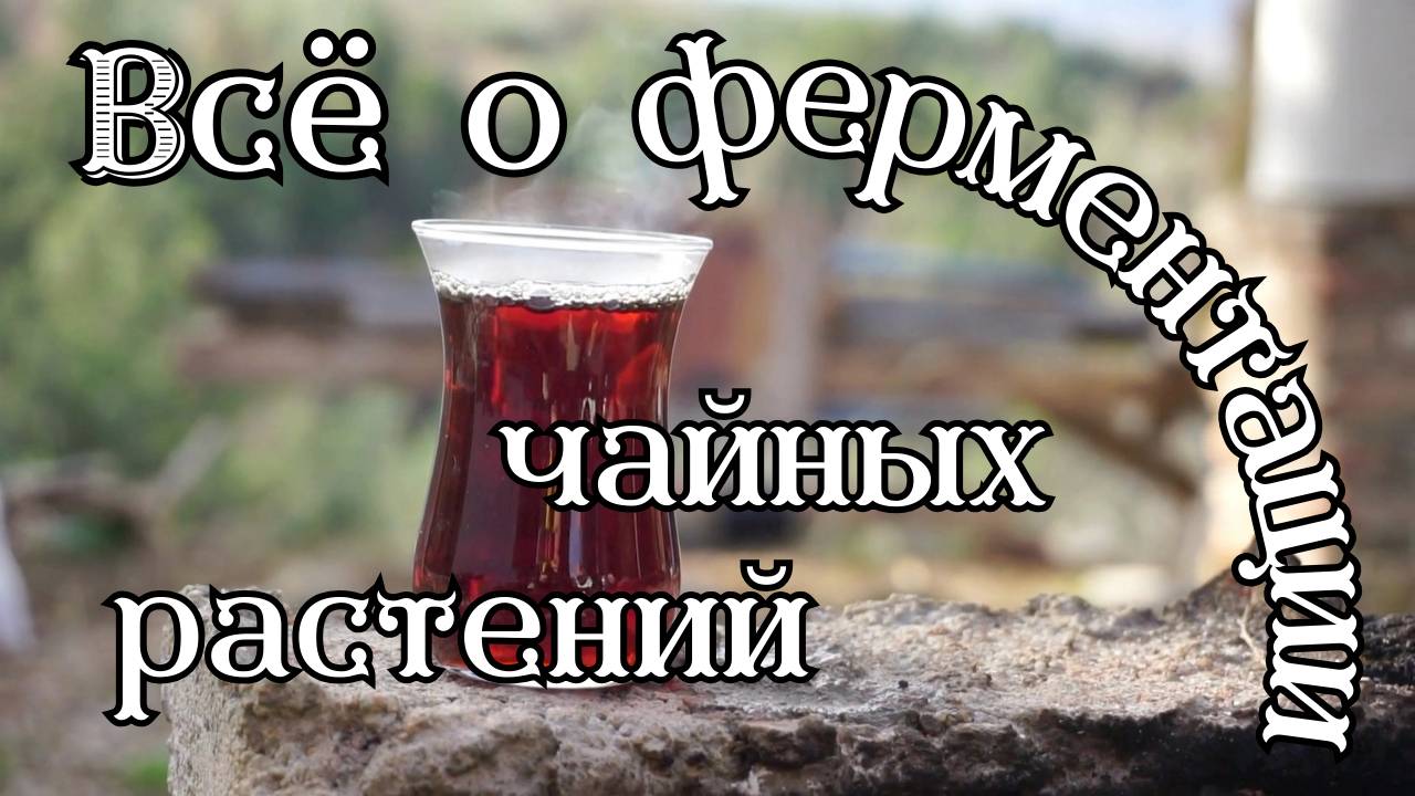 Ферментация чайных растений - научное объяснение