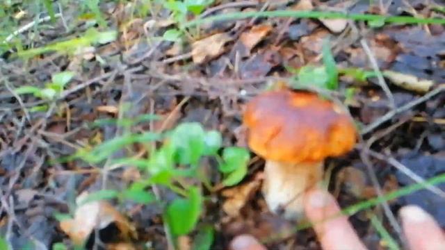 Белый гриб смотреть онлайн