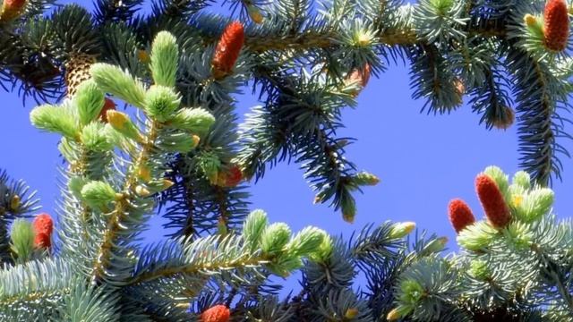 ЗОЛОТАЯ  ОСЕНЬ смотреть онлайн