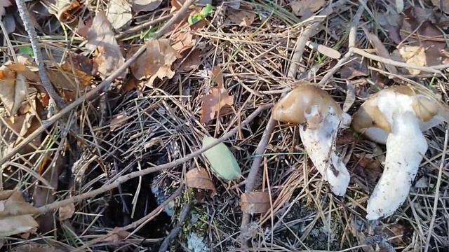 Целая корзина грибов к Новогоднему столу! смотреть онлайн