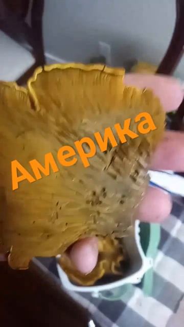 #shortsvideo# США# сходил под грибы скажите их можно есть ставь лайк и не забудь подписаться спасиб смотреть онлайн