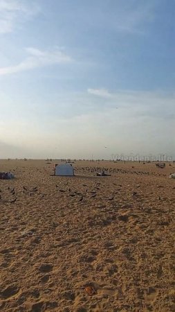 Birds feeding centre at Marina Beach.🕊️