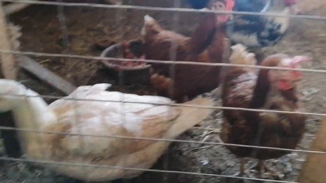 всех с масленицей смотреть онлайн