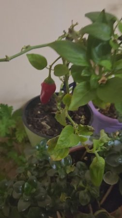 Вырастили перец 🌶 для морских свинок
