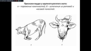 Основы зоотехнии 221. Болезни животных.