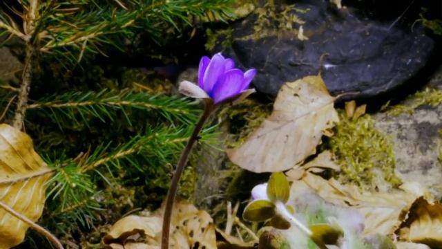 КӨКТЕМ ТУРАЛЫ ПОЭЗИЯ. авторы Алмас Темірбай смотреть онлайн