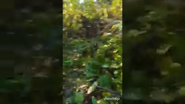 в тайгу за опятами. смотреть онлайн