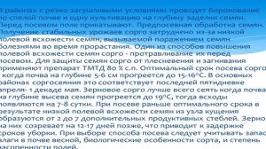 Технологии возделывания Сорго 253 на 28.04