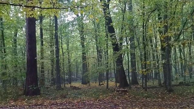 Осенние тайны леса#пучковалюдмила#жизньвбеловежскойпуще#осень смотреть онлайн