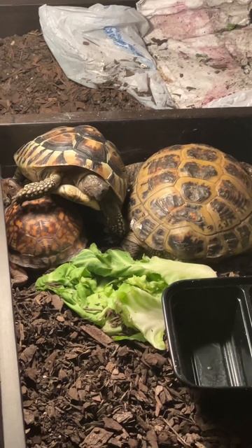 When you sleep rent free | Turtle Tokk | #turtle #tortoise #funnypets #cutepets #egyptiantortoise