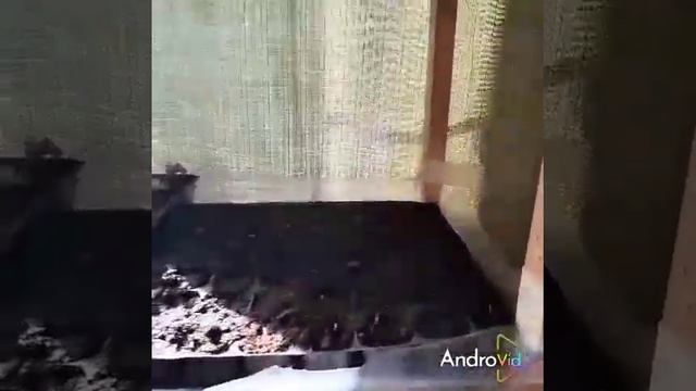 Прошли первые две недели после высадки семян сладкого перца и лука Эксибишен на рассаду. смотреть онлайн