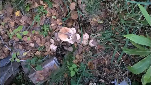 грибы смотреть онлайн