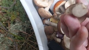 ТГВБ #8 - Собираем грибы в Платоновке (17.09.2023)