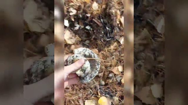 Соколовская Вероника "Маринованные грузди по бабушкиному рецепту". смотреть онлайн