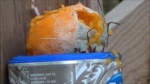 Daisy Red Ryder vs Moldy Orange