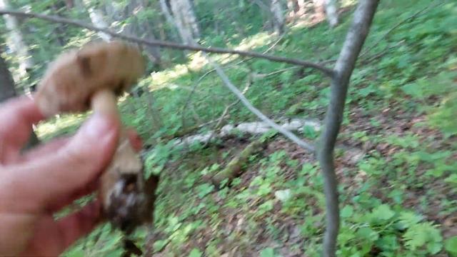 Поход за грибами и наглые комары смотреть онлайн