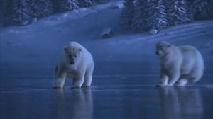 Белые медведи танцуют на льду (анимация) )))