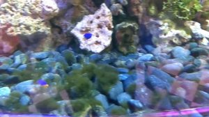 Акула в аквариуме