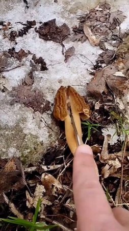 early morel(Verpa bohemica)Češka smrčkovica #morel #boletus #steinpilze #nature #vrganj #nature