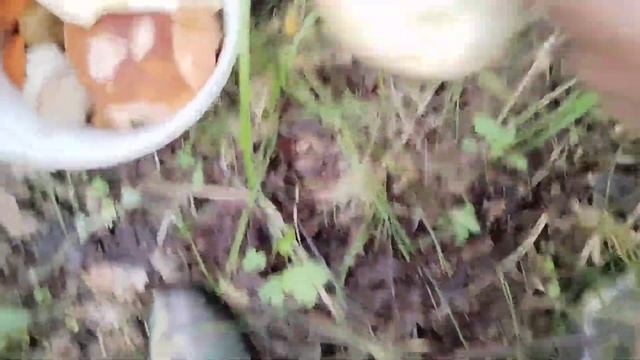 Грибы в ассортименте вёдрами. смотреть онлайн