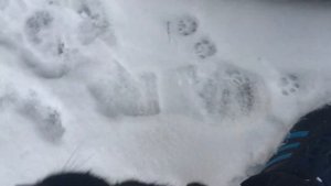 Моя пушистая банда, зимой #134