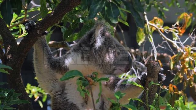 Koala Stock Video смотреть онлайн