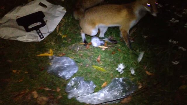 Лисёнок пришел к нам на пикник. смотреть онлайн