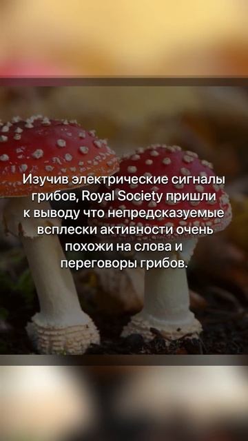 Грибы разговаривают, а вы этого не знали!? смотреть онлайн