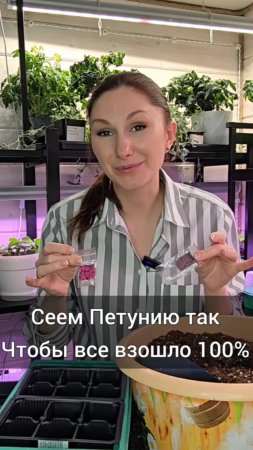Сеем петунии так, чтобы все взошло 100%