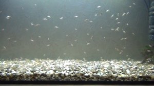 Нам полтора месяца! Мальки Акары бирюзовой! Аквариум на 100 л.! Очередная кладка икры в общем...!