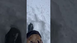 Росомаха на охоте.