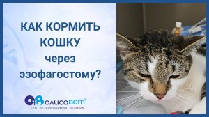 Кормление кошки через эзофагостому