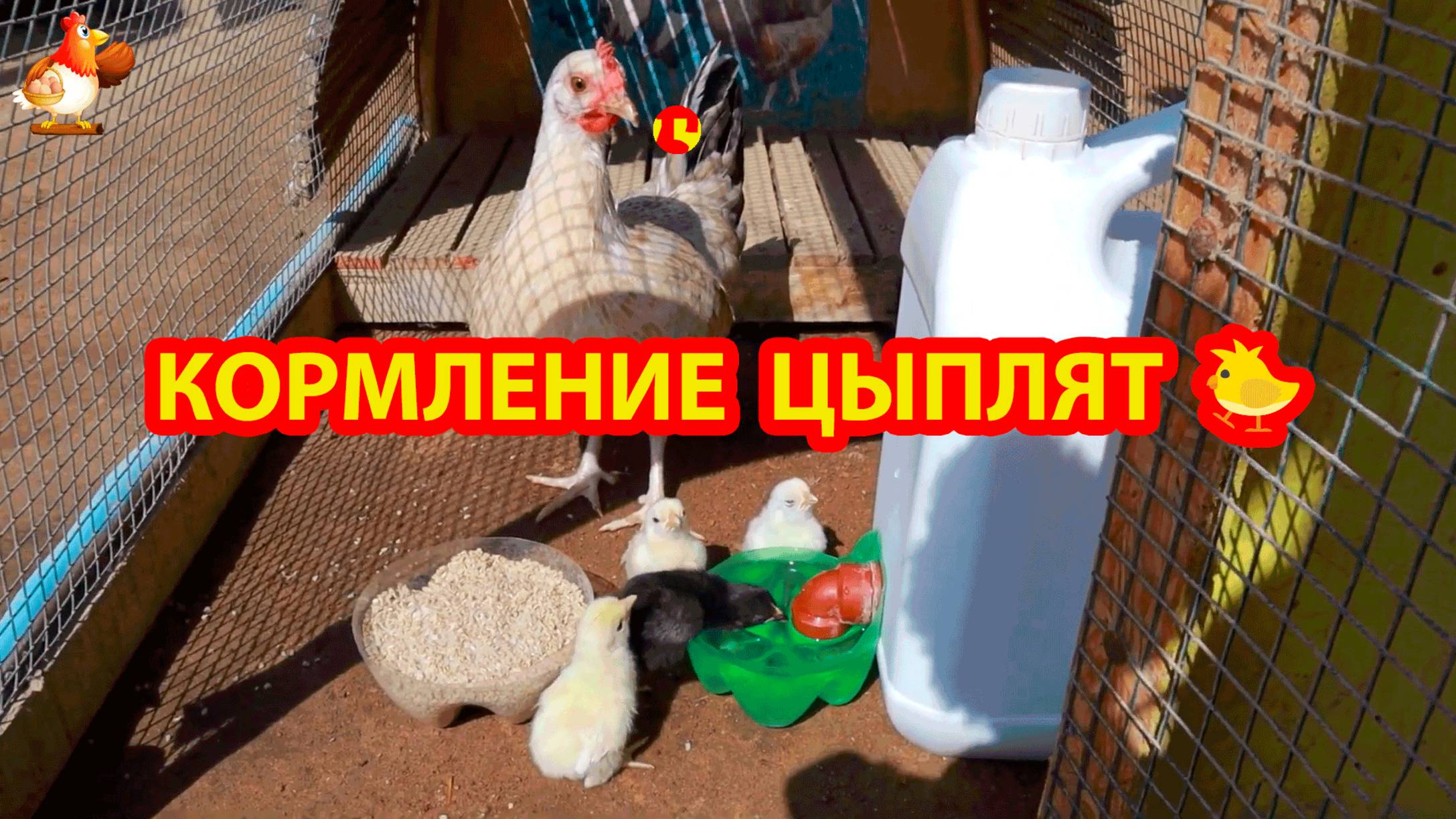 Как кормить и поить цыплят с наседкой в загоне 🐥🐤🐥❣️🤗😂