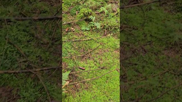 Грибочки смотреть онлайн