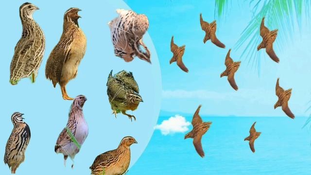 Batair ki awaz vol 33 بٹیروں کی آواز والیم 33