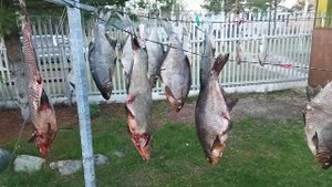 Подготовка леща к копчению (1.05.2022)