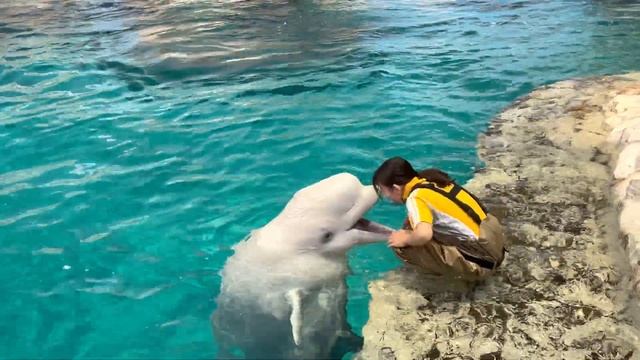 beluga ice catch / delphinapterus leucas