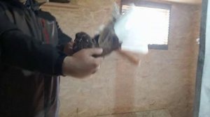 Подарок голубей Мариуполя