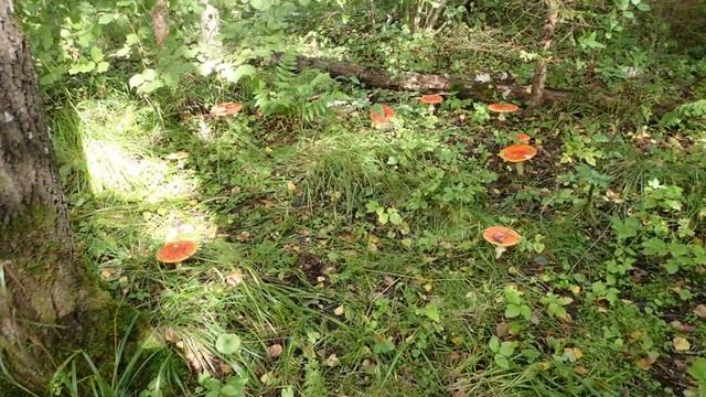 Последний день Лета. смотреть онлайн