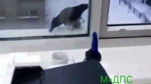 Хитрая ворона