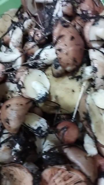 грибы#грибы#маслята#маслята#🍄🤟# смотреть онлайн