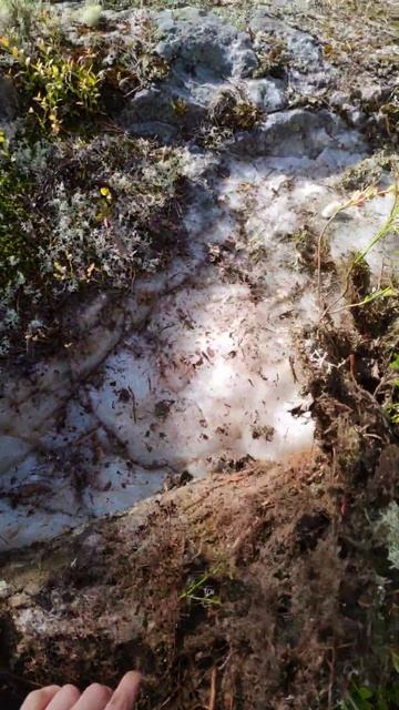 Карелия 2023 август что мы нашли под мхом #необычная #находка #карелия2023 #мох смотреть онлайн