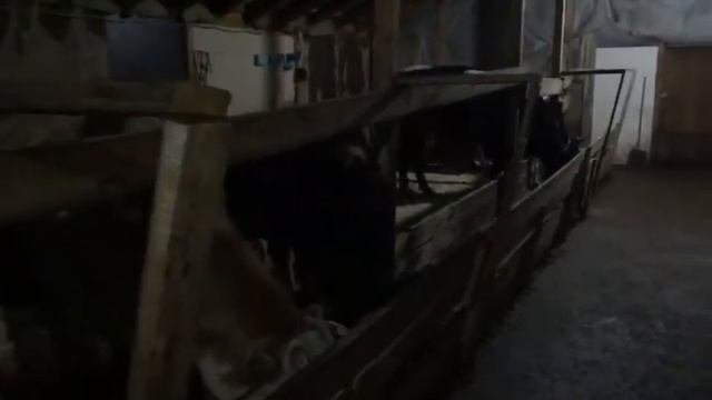 овцы