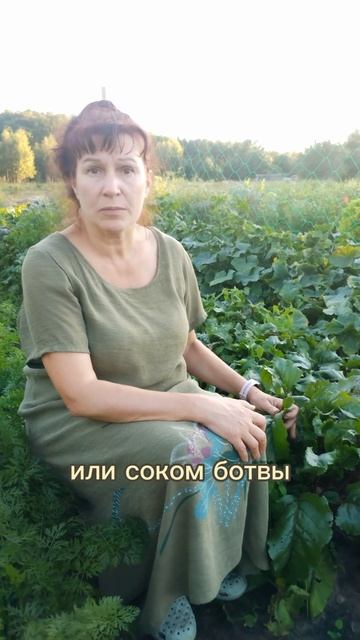 Ботва, которая избавит от гипертонии и проблем с ЖКТ смотреть онлайн