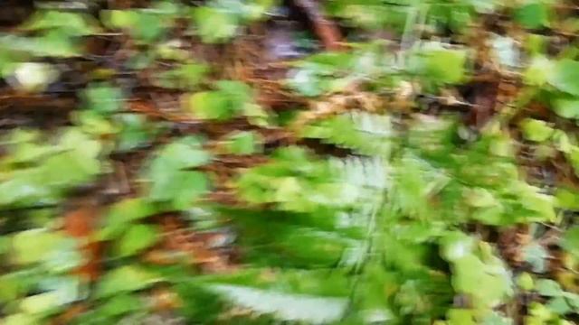 Мы опять за грибами!  Семейный блокнот