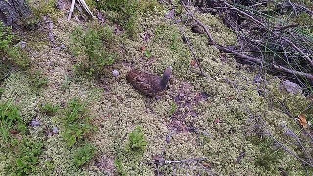 Молодой глухарь