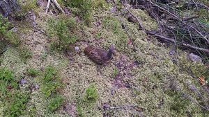 Молодой глухарь