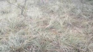 🌲🌳🌲🌲Прогулка по лесу🌲🌳🌲В поисках грибов🍄🍄🍄