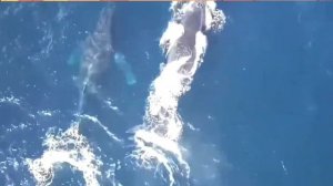 Японский кит. Японский гладкий кит.#киты