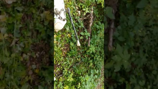 Снова про грибок на топоре. Нужен ли? смотреть онлайн